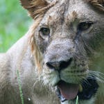 Image for the Documentary programme "Amazing Animal Friends"