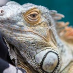 Image for episode "Help on the Street" from Nature programme "Dr Jeff: Rocky Mountain Vet"