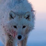 Image for episode "Polar" from Nature programme "Hostile Planet"