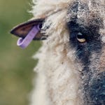 Image for the Magazine Programme programme "Ffermio"