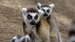 Image for episode "Lemurs of Anja Mountain" from Nature programme "Land of Primates"