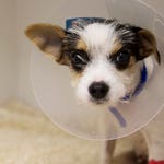 Image for the Documentary programme "The Supervet"