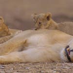 Image for the Nature programme "Africa's Hunters"