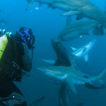Image for the Childrens programme "Shark Bites"