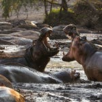 Image for episode "Grasslands" from Nature programme "Hostile Planet"
