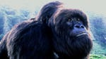 Image for the Film programme "Mighty Joe Young"