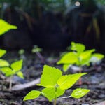 Image for episode "Cotswolds" from Documentary programme "Shed and Buried"