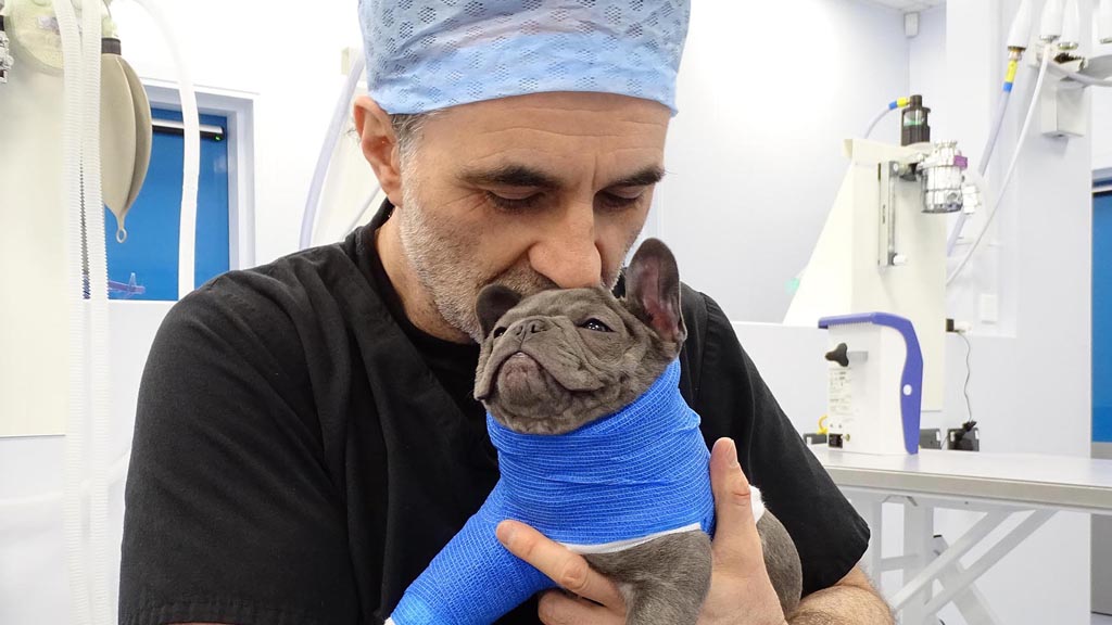 The Supervet at Christmas 2019 on U&W +1 - TV Programme Poster