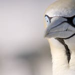 Image for Nature programme "Africa's Wild Horizons"