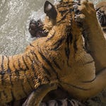 Image for episode "Bone Crushers" from Nature programme "Animal Fight Club"