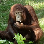 Image for the Nature programme "Monkey Life"