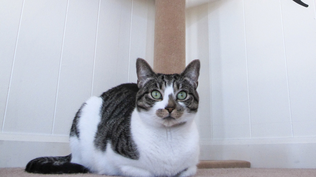 Animal Planet schedule & listings for today and tonight | TV Guide