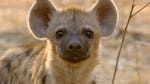 Image for the Nature programme "Africa's Hunters"