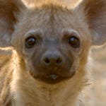 Image for the Nature programme "Africa's Hunters"