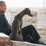 Image for the Film programme "Black Dog"
