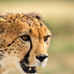 Image for the Nature programme "Extreme Animals: One Wild Day"