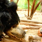 Image for Nature programme "Deadly 60"