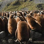 Image for the Nature programme "A Year on Planet Earth"