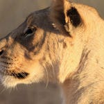 Image for Nature programme "Deadly 60"