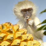 Image for episode "Vrederfort Dome - Crater of Life" from Nature programme "Africa's Wild Horizons"