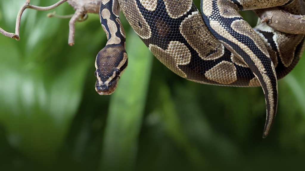Pythons and the Exotic Pet Trade - Earthx TV | TV Guide
