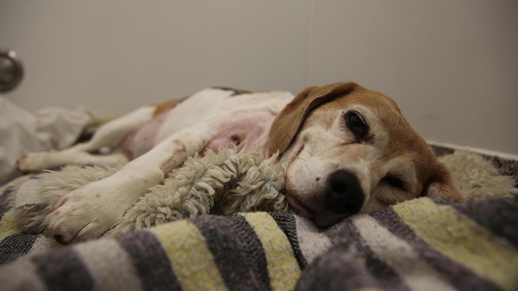 The Supervet: Noel Fitzpatrick Season 15 Episode 4 on U&W +1 - TV Programme Poster