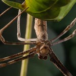 Image for the Nature programme "David Attenborough's Micro Monsters"