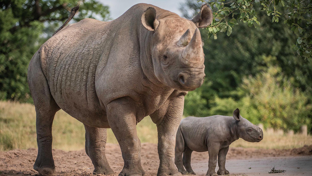 The Secret Life of the Zoo Documentary What Happens Next On The