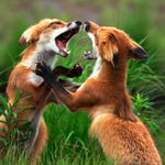 Image for the Nature programme "Animal Fight Club"