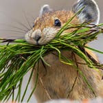 Image for Nature programme "Earth's Seasonal Secrets"