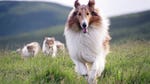 Image for the Film programme "Lassie"