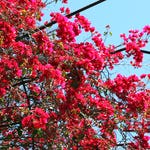Image for the Gardening programme "Around the World in 80 Gardens"