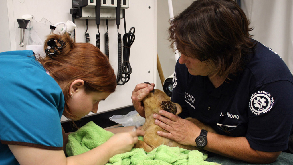 Animal Cops Phoenix Episode 11