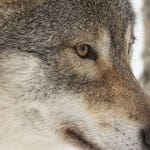 Image for Nature programme "Deadly 60"