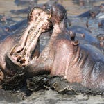 Image for Nature programme "Animal Fight Club"