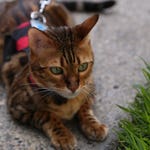 Image for Nature programme "My Cat From Hell"