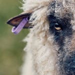 Image for the Magazine Programme programme "Ffermio"