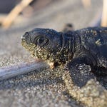 Image for episode "Oceans" from Nature programme "Hostile Planet"