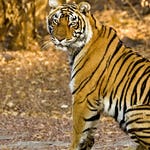 Image for Nature programme "Natural World"