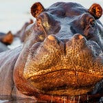 Image for the Nature programme "Deadly 60"