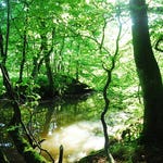 Image for the Nature programme "Wild Britain"