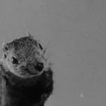 Image for the Film programme "The Great Rupert"