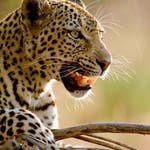Image for episode "Jungle Animal Hospital" from Nature programme "Natural World"