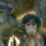 Image for the Nature programme "Land of Primates"