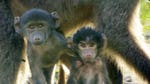 Image for episode "Baboon Lagoon" from Nature programme "Land of Primates"