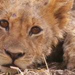 Image for episode "Brothers in Arms" from Nature programme "Africa's Hunters"