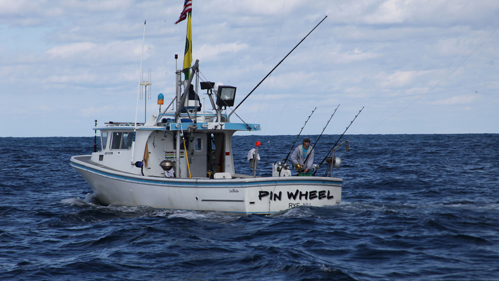 Дикий тунец 12. Дикий тунец Pinwheel. Катера для рыбалки на тунца. Ловля тунца с яхты. Катер для ловли дикого тунца.
