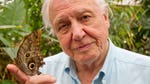 Image for episode "Magical Appearances" from Nature programme "David Attenborough's Natural Curiosities"