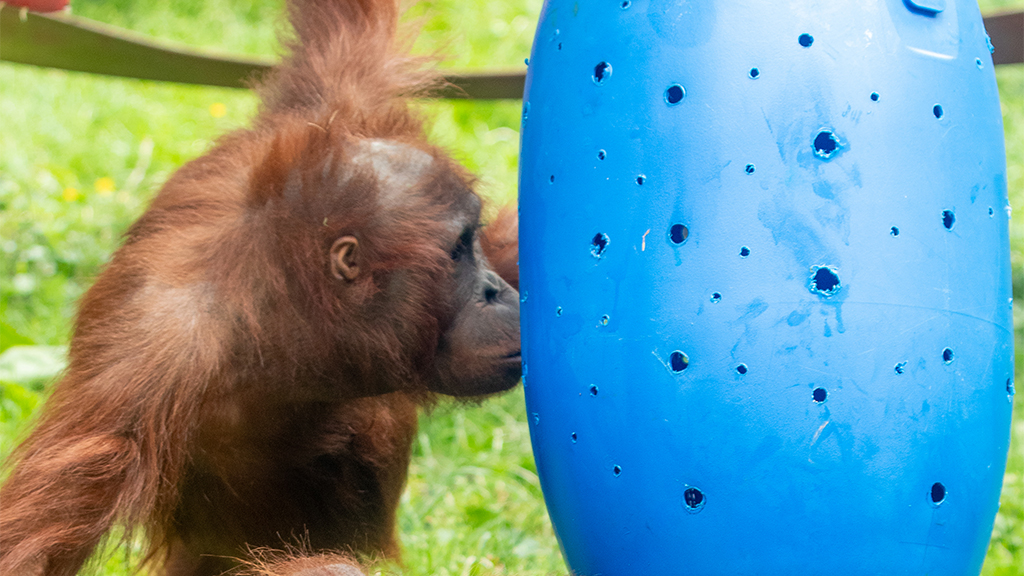 Monkey Life Season 18 Episode 11 on Sky Nature HD - TV Programme Poster