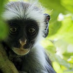 Image for the Nature programme "Africa's Wild Year"